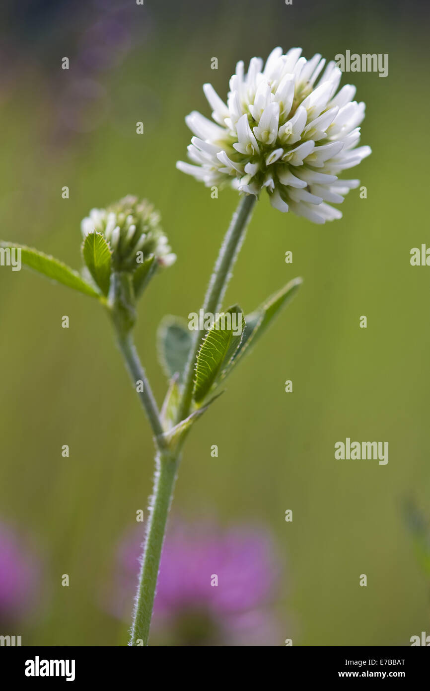 Berg-Klee, Trifolium montanum Stockfoto