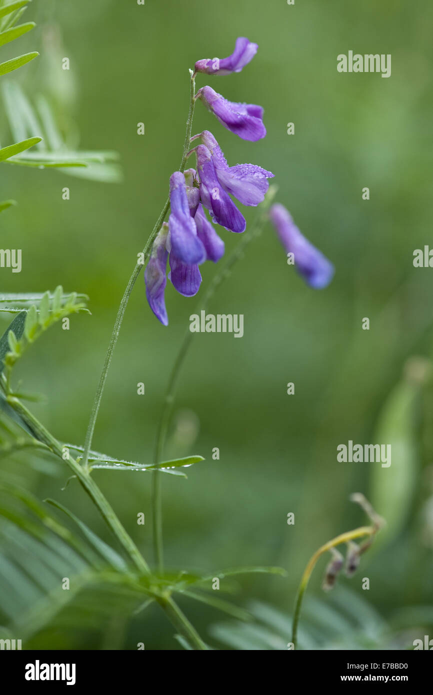 feine rotblättrige Wicke, Vicia tenuifolia Stockfoto