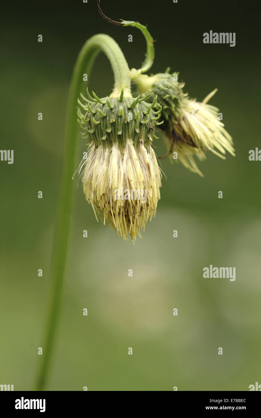 gelbe melancholischen Distel, Cirsium erisithales Stockfoto