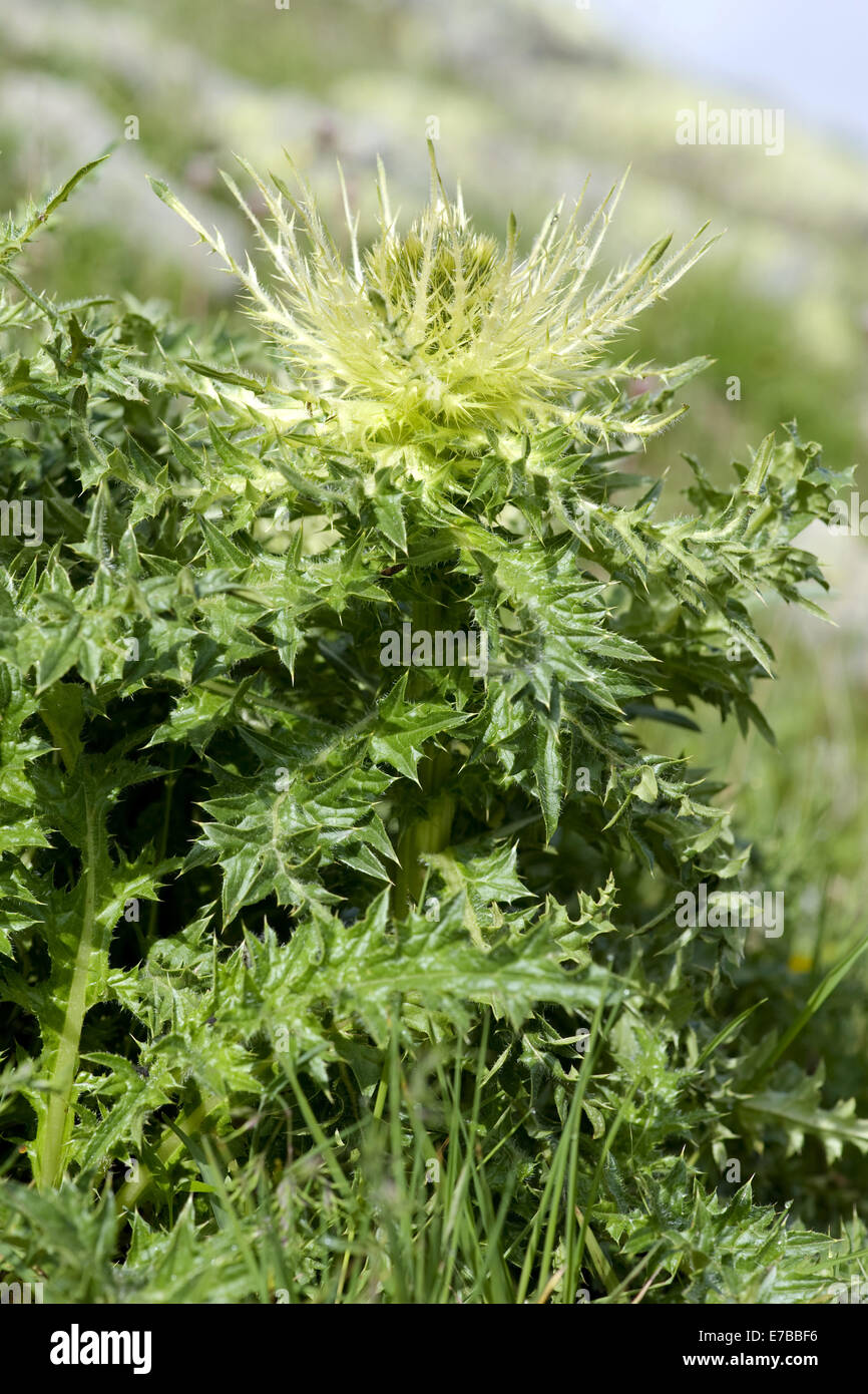 Distel, Cirsium spinosissimum Stockfoto