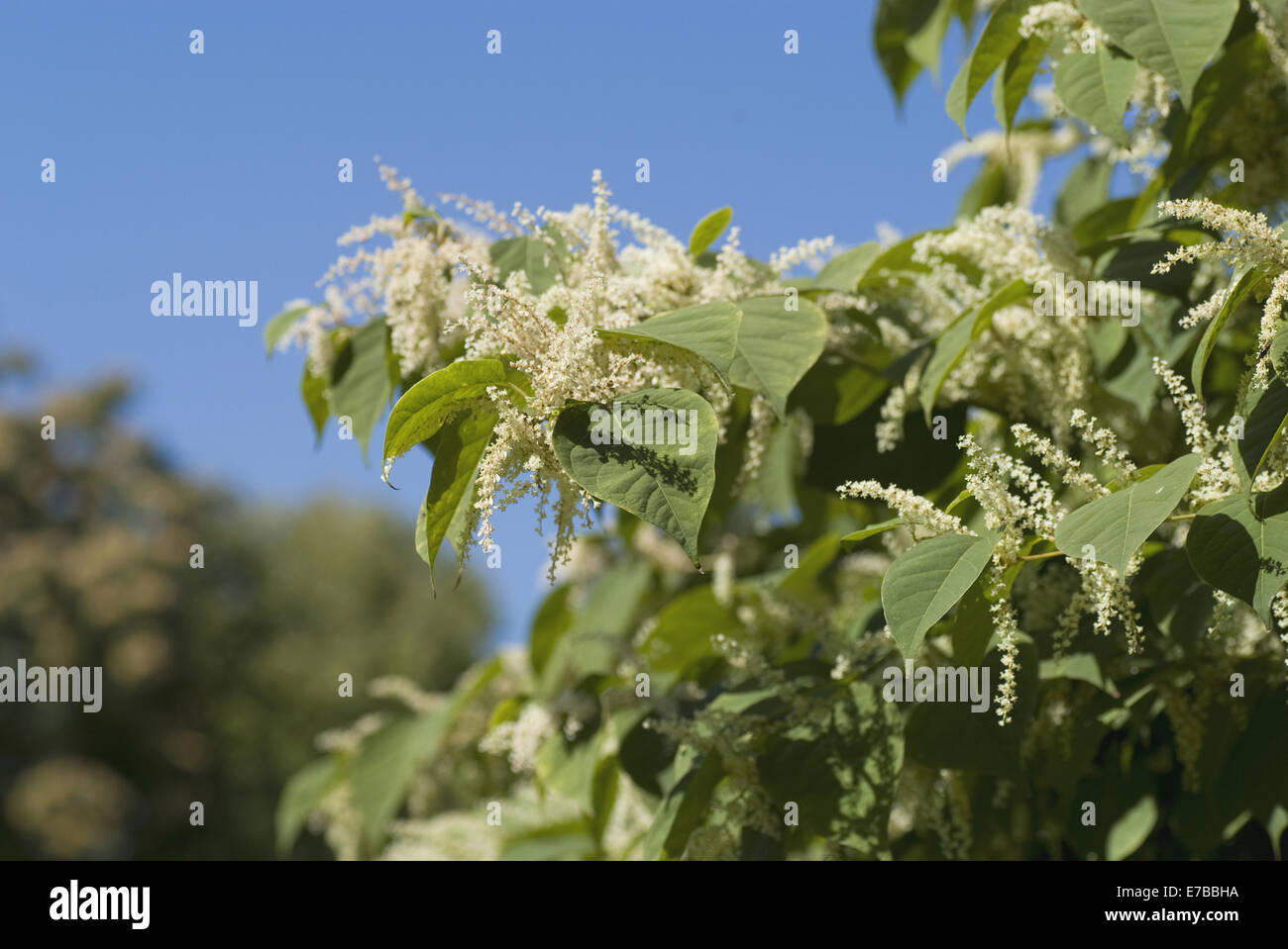 Japanischer Staudenknöterich Fallopia japonica Stockfoto