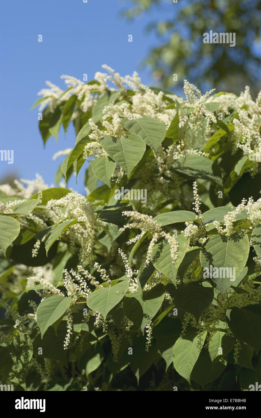 Japanischer Staudenknöterich Fallopia japonica Stockfoto