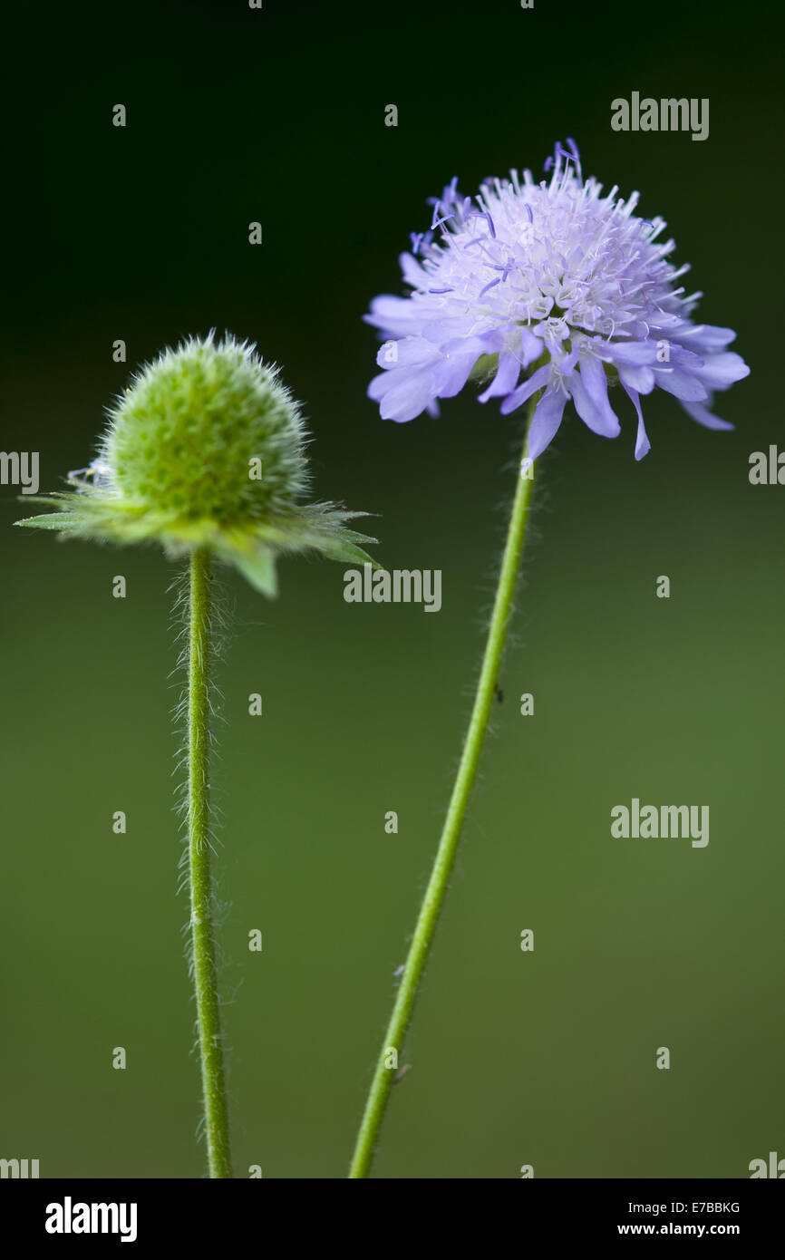 Witwenblume, Knautia Arvensis Feld Stockfoto