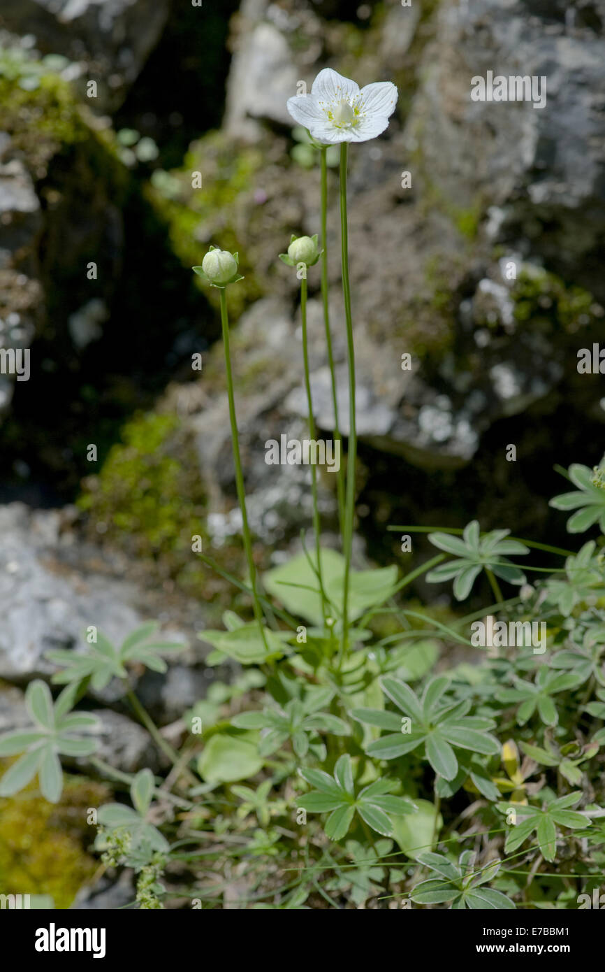 Marsh Grass von Parnassus Parnassia palustris Stockfoto