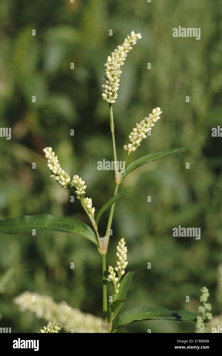 Lady's Daumen, Persicaria maculosa Stockfoto