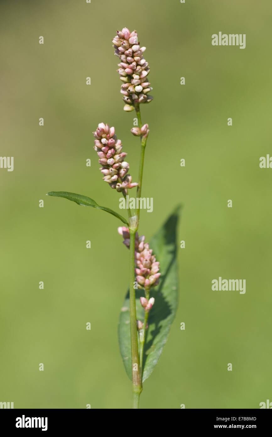 Lady's Daumen, Persicaria maculosa Stockfoto