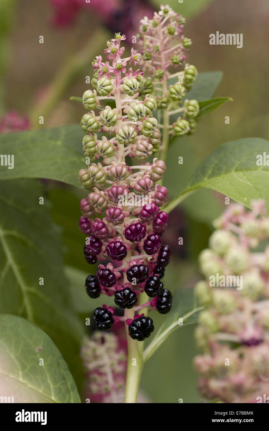 indische Poke, Phytolacca esculenta Stockfoto