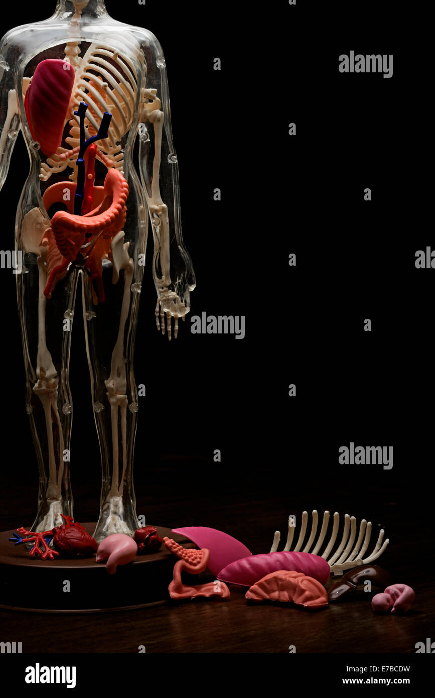 Modell des menschlichen Körpers Stockfoto