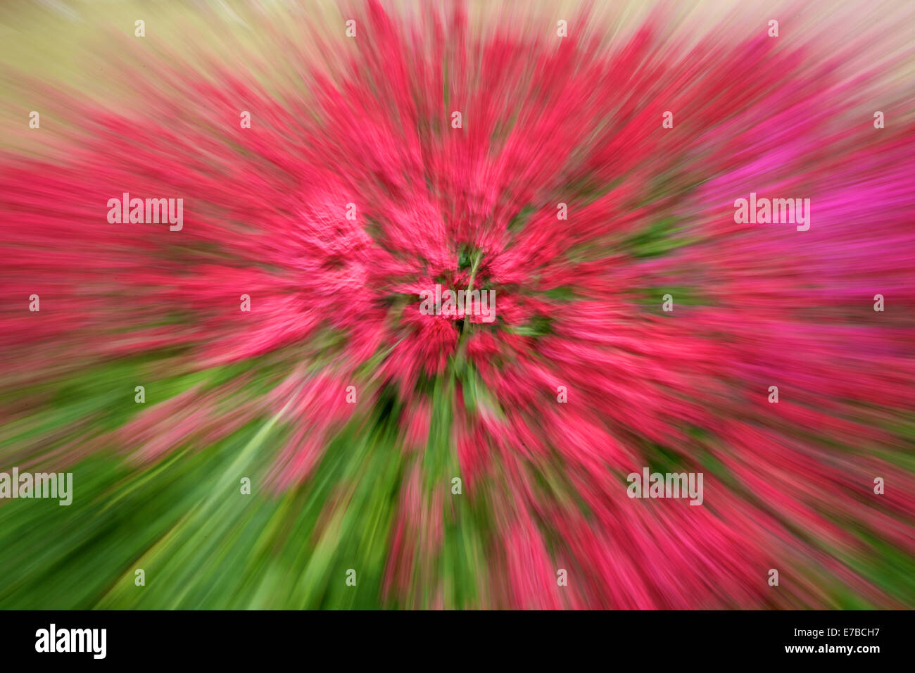 Bewegungsunschärfe Zoom Platzen der rosa Baldrian Stockfoto