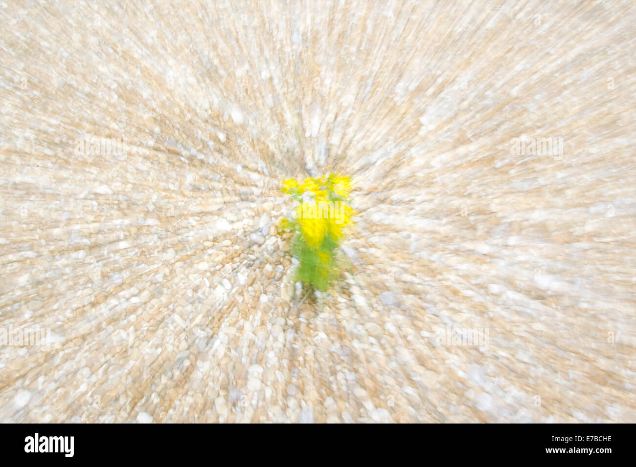 Bewegungsunschärfe Zoom Ausbruch von Kreuzkraut auf einem Kiesstrand Stockfoto