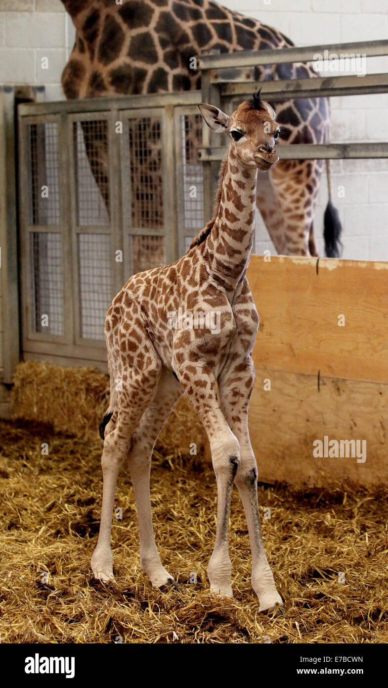 Ein neugeborenes Baby Giraffe. Stockfoto