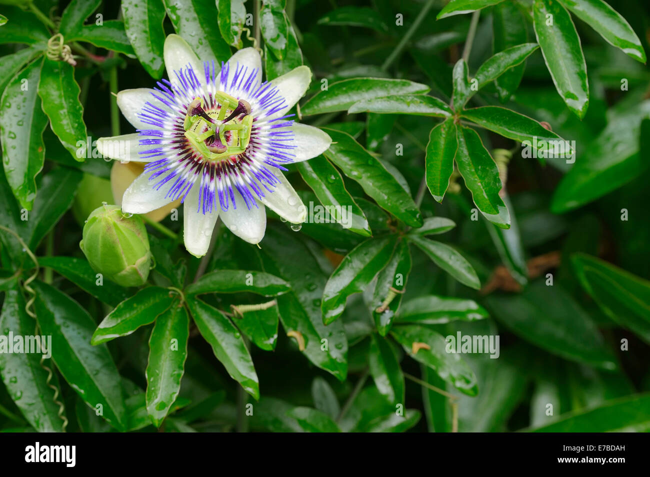 Blaue Passionsblume (Passiflora Caerulea), blühend, ursprünglich aus Argentinien Stockfoto