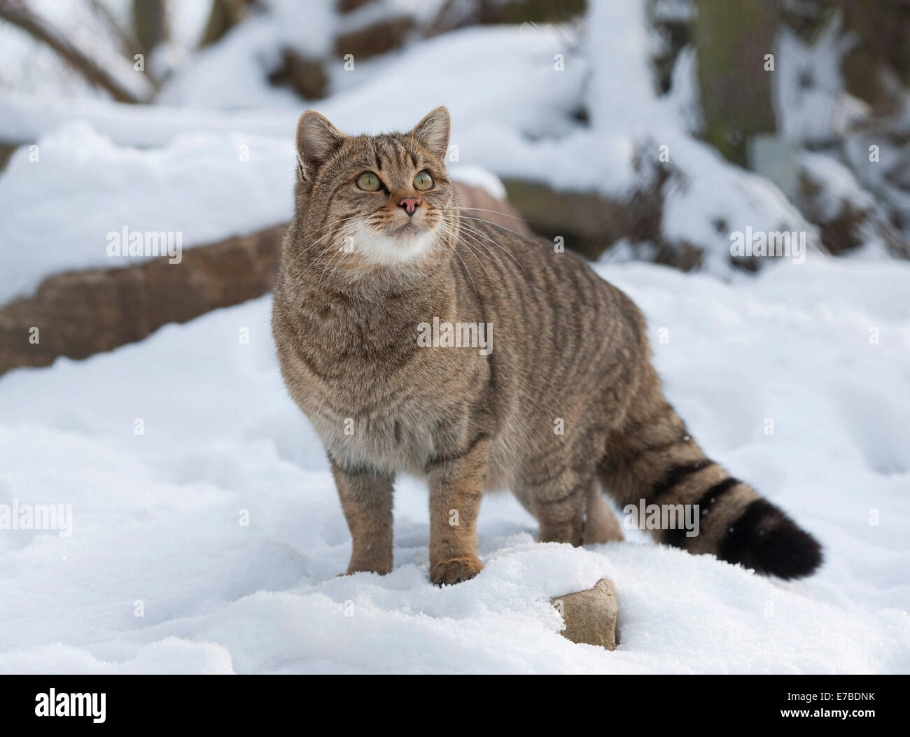 Wildkatze (Felis Silvestris) in den Schnee, in Gefangenschaft, Thüringen, Deutschland Stockfoto