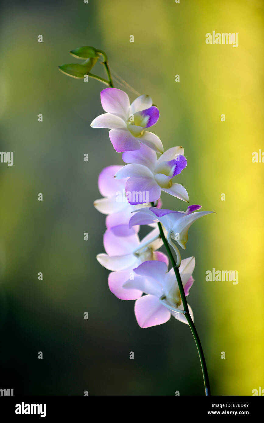 Orchideen (Orchidaceae), Zentral-Thailand, Thailand Stockfoto