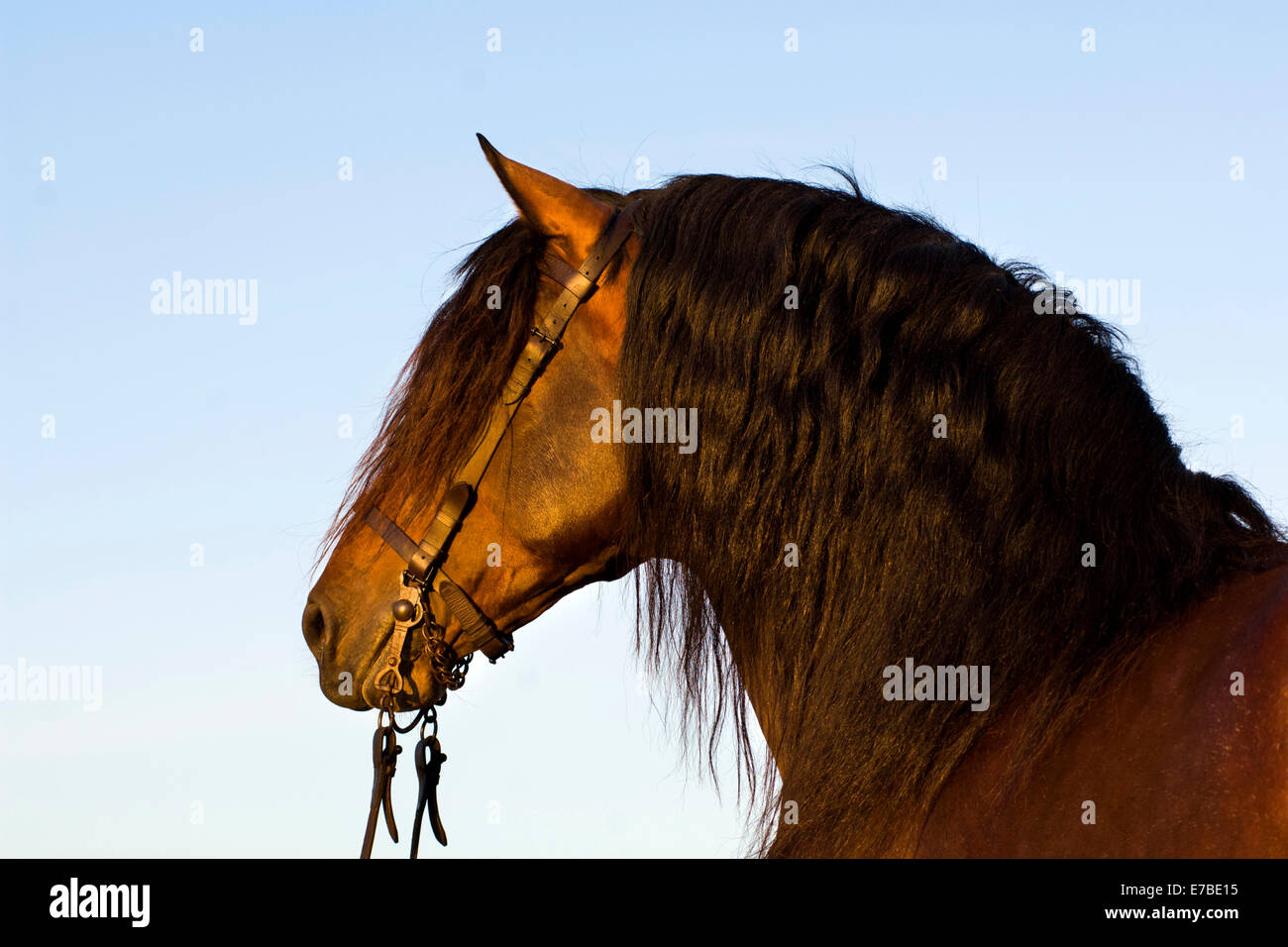 Andalusier, PRE oder rein Spanisch Pferd Pferde, Pura Raza Española, Bucht Hengst mit ein Vaquero Zaum, Andalusien, Spanien Stockfoto