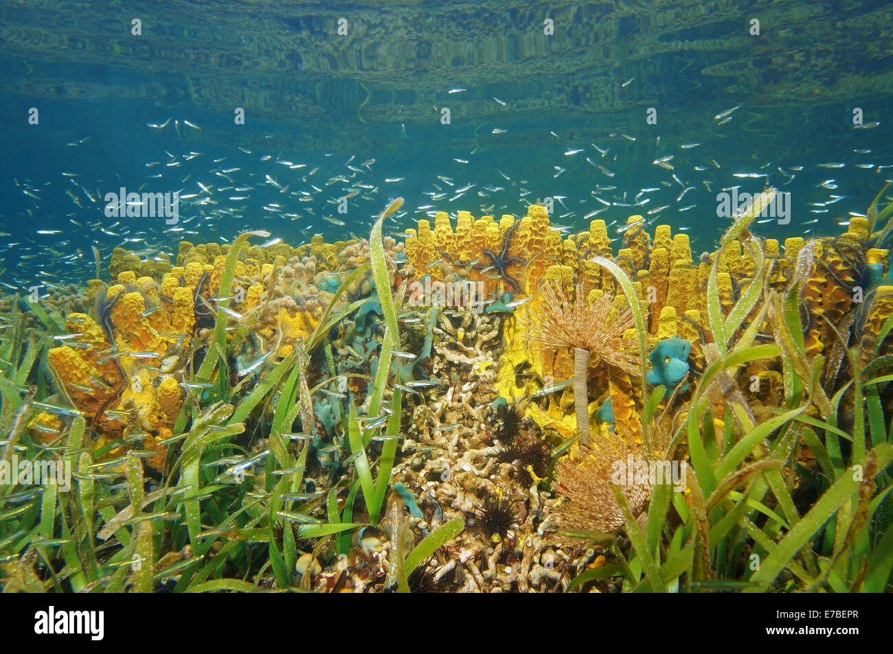 bunte Unterwasserwelt in einem seichten Korallenriff der Karibik, Panama Stockfoto