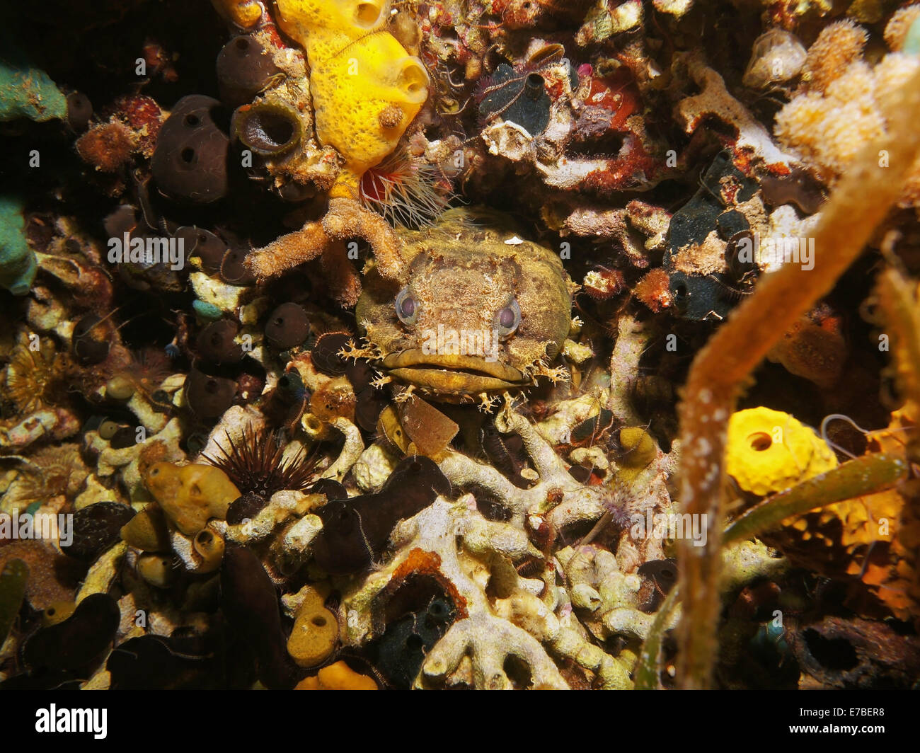 Fischkopf der Oyster Krötenfisch versteckt in einem Loch, Karibik, Panama, Mittelamerika Stockfoto