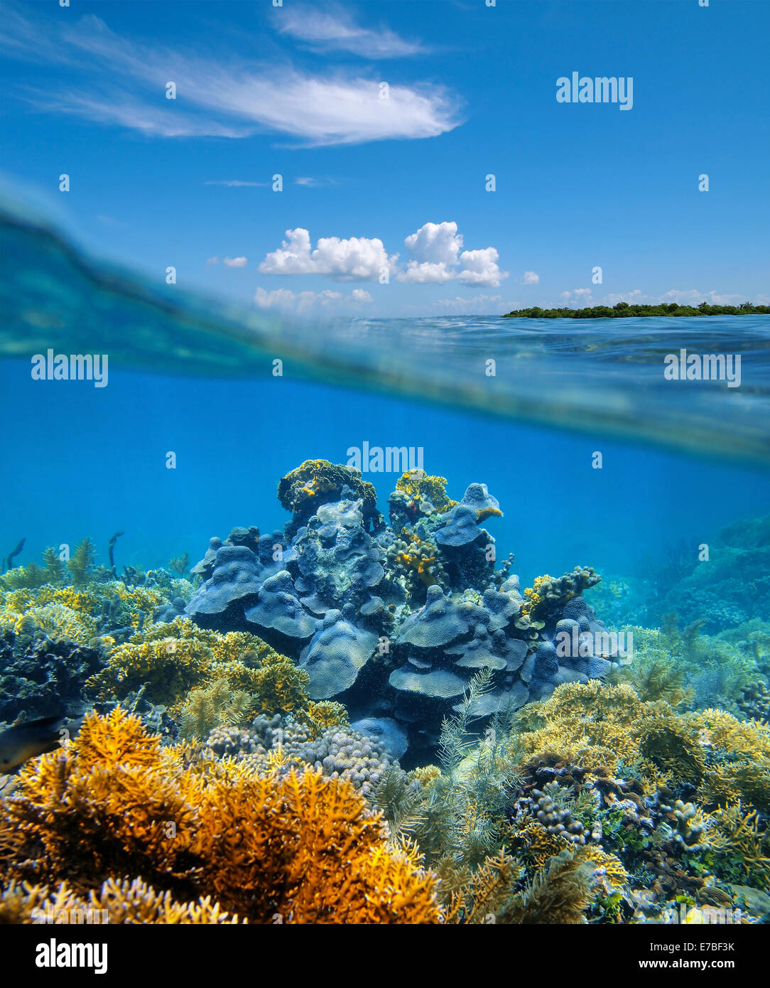 über-unter geteilten Ansicht in der Karibik mit einem gesunden Korallenriff Unterwasser Stockfoto