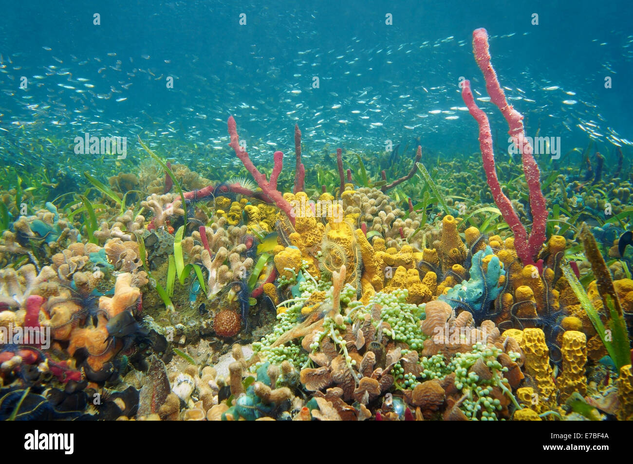 blühende und farbenfrohe Unterwasserwelt mit Korallen, Schwämme und kleiner Fischschwarm, Karibik, Kolumbien Stockfoto