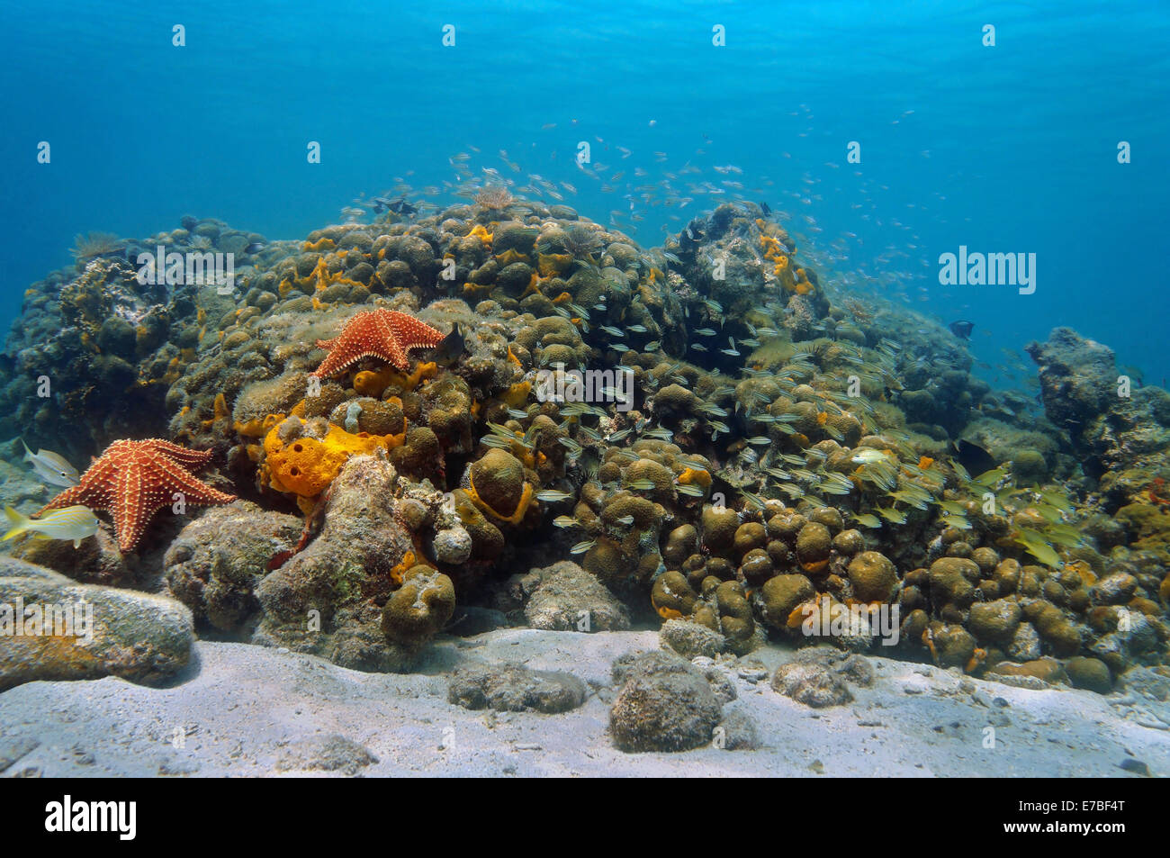 Unterwasser Korallenriff mit Schwarm von kleinen Fischen und Seesternen, Karibik, Panama Stockfoto