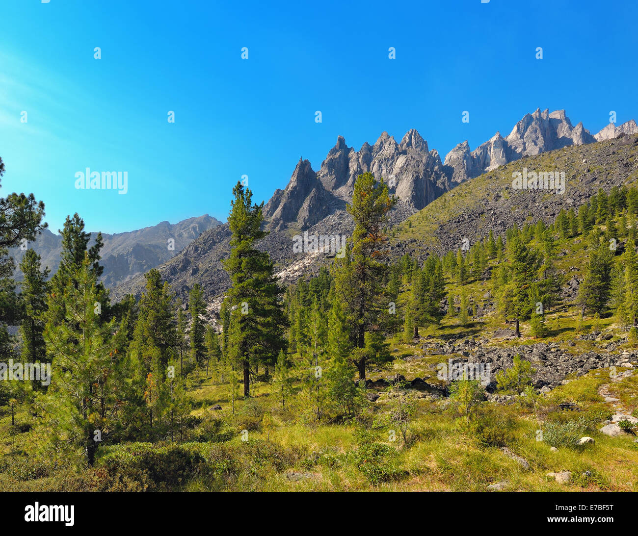 Alpine Wälder. Östlichen Sayan. TUNKA Grat. Republik Burjatien Stockfoto
