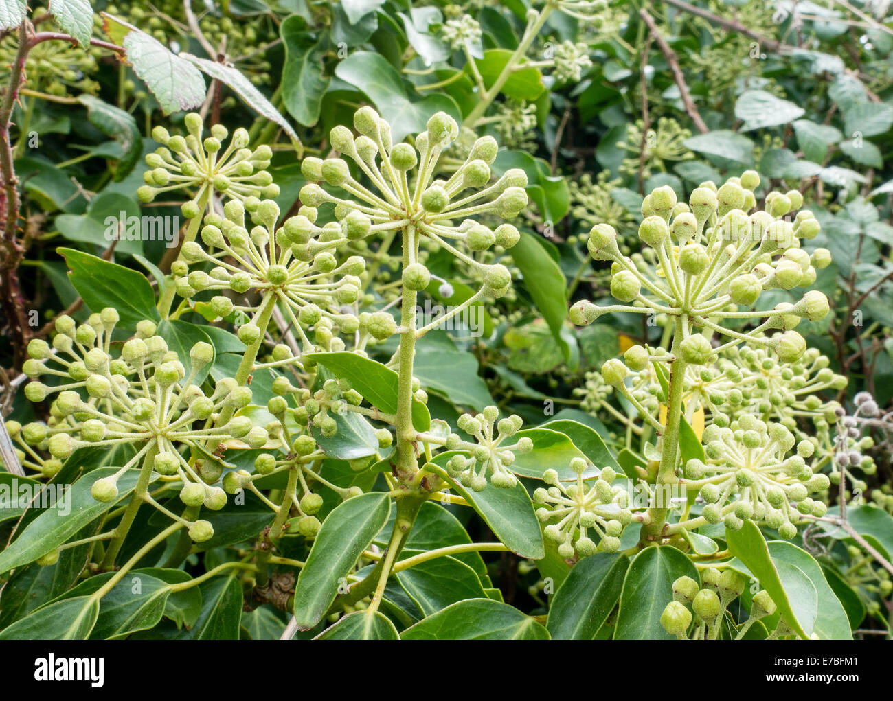 Blüten der wilden gemeinsamen Efeu Hedera Helix in einem englischen Hecke Stockfoto