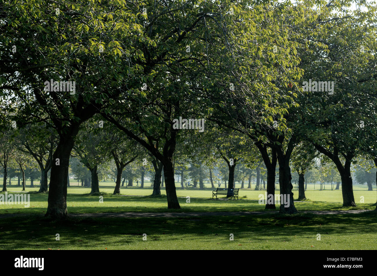 Beleuchtete Bäume von der Sonne in der Meadows Park, Edinburgh Stockfoto