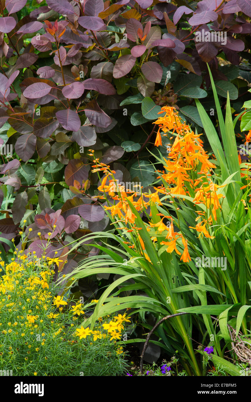 Orange Crocosmia oder Montbretia Blüten kontrastieren mit der lila Blätter von Rauch Bush in einem Garten von Somerset Stockfoto