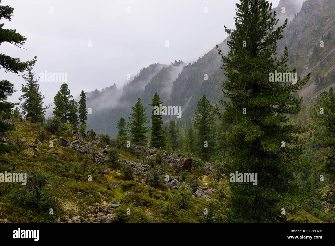 Regen Sie in einem sibirischen Berg Wälder. Tal Zun-Handagay. Sajan-Gebirge. Republik Burjatien Stockfoto