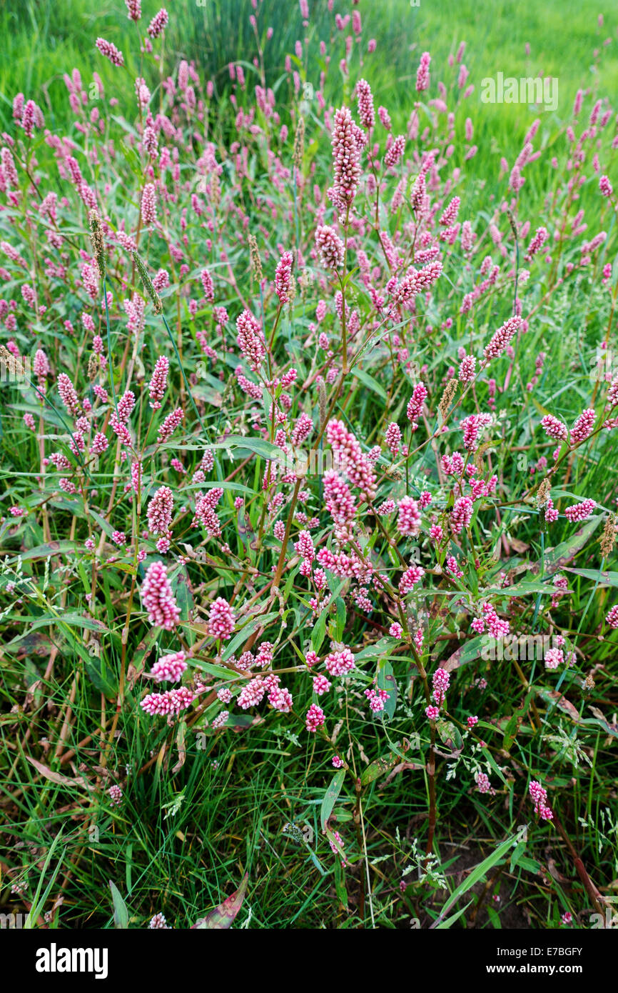 Polygonum Persicaria Knotgrass oder Rotschenkel einen wilden einheimischen Arten wachsen auf einer Wiese in Somerset UK Stockfoto