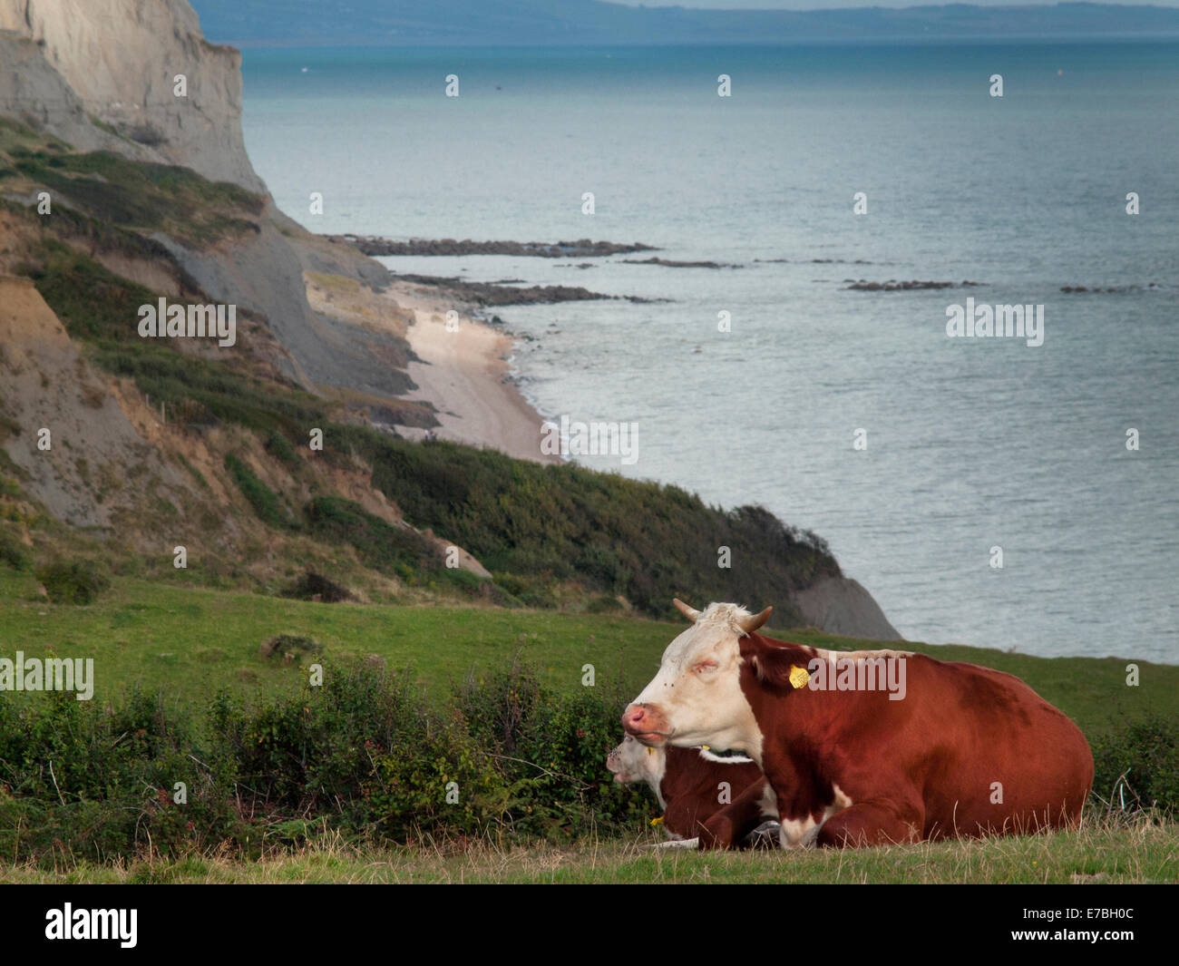 Kühe auf einer Klippe oberhalb der Jurassic Coast in Dorset Stockfoto