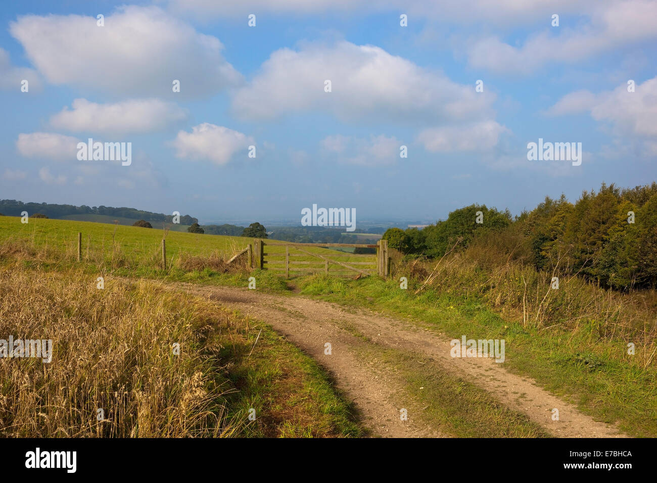 Eine Kalkstein-Farm track mit einem Holztor auf einer grünen Wiese mit Blick auf das Vale of York aus die Yorkshire Wolds im Herbst. Stockfoto