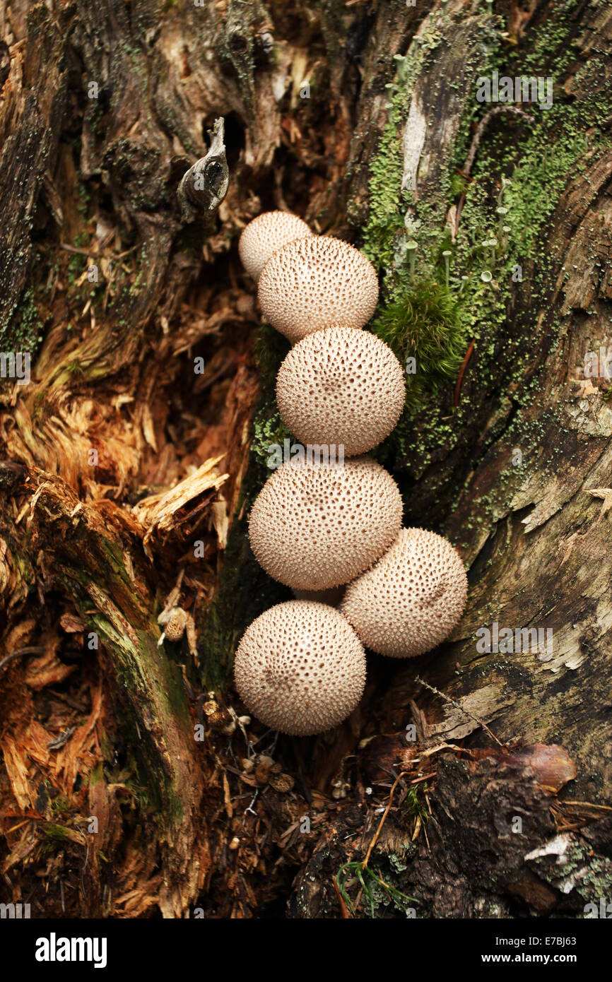 Wilde мushrooms im Wald, Smolian, Bulgarien, trocknen kleine wilde Pilze wachsen in stumpf Stockfoto