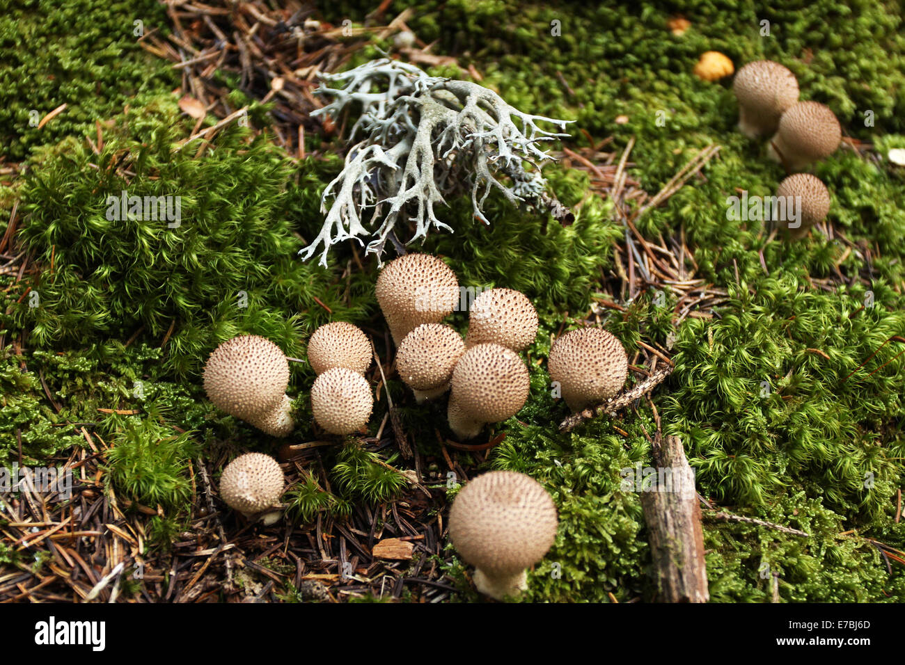 Wilde мushrooms im Wald, Smolian, Bulgarien Stockfoto