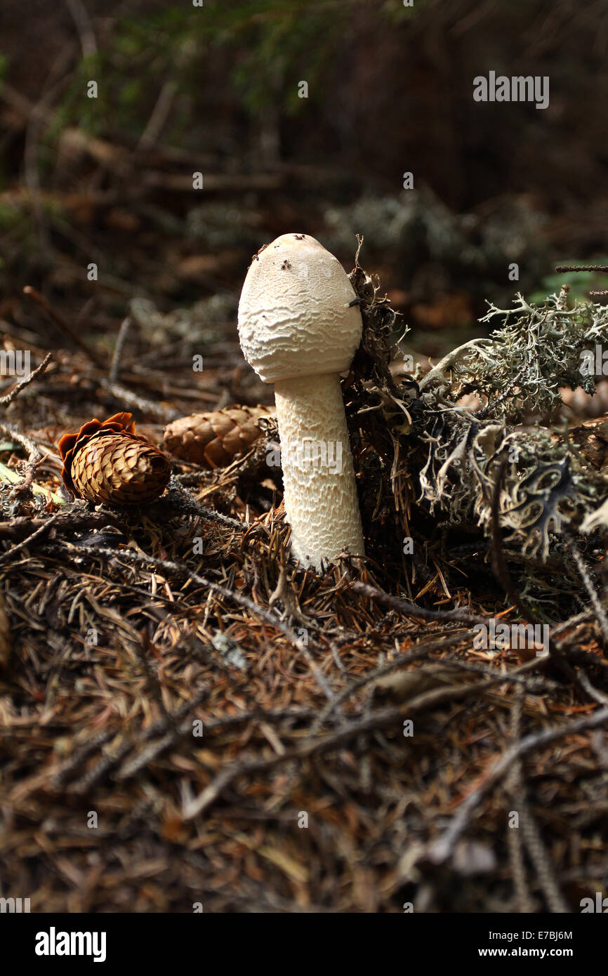 Wilde мushrooms im Wald, Smolian, Bulgarien Stockfoto