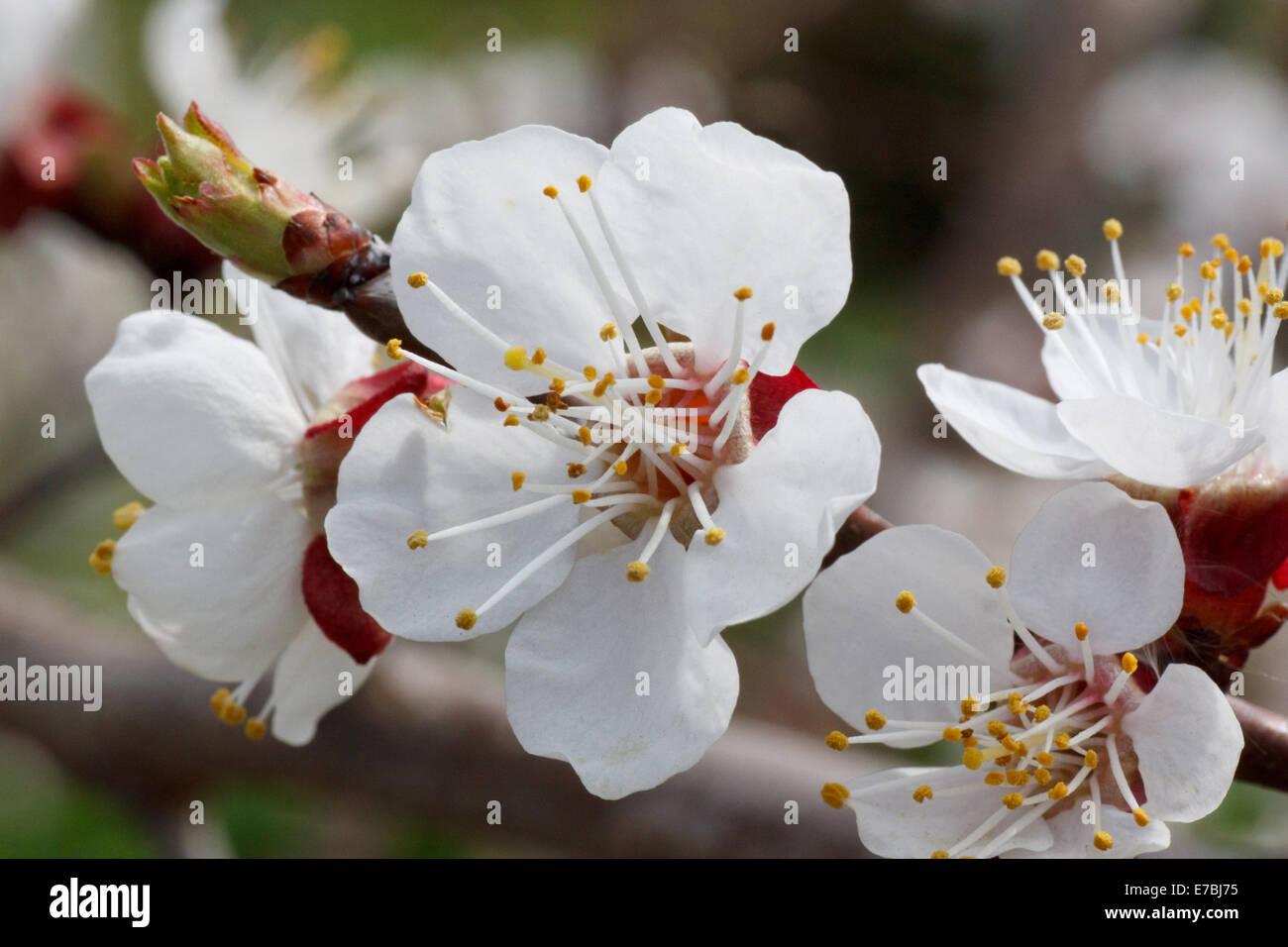 Nahaufnahme von Aprikose Baum Blüte Stockfoto