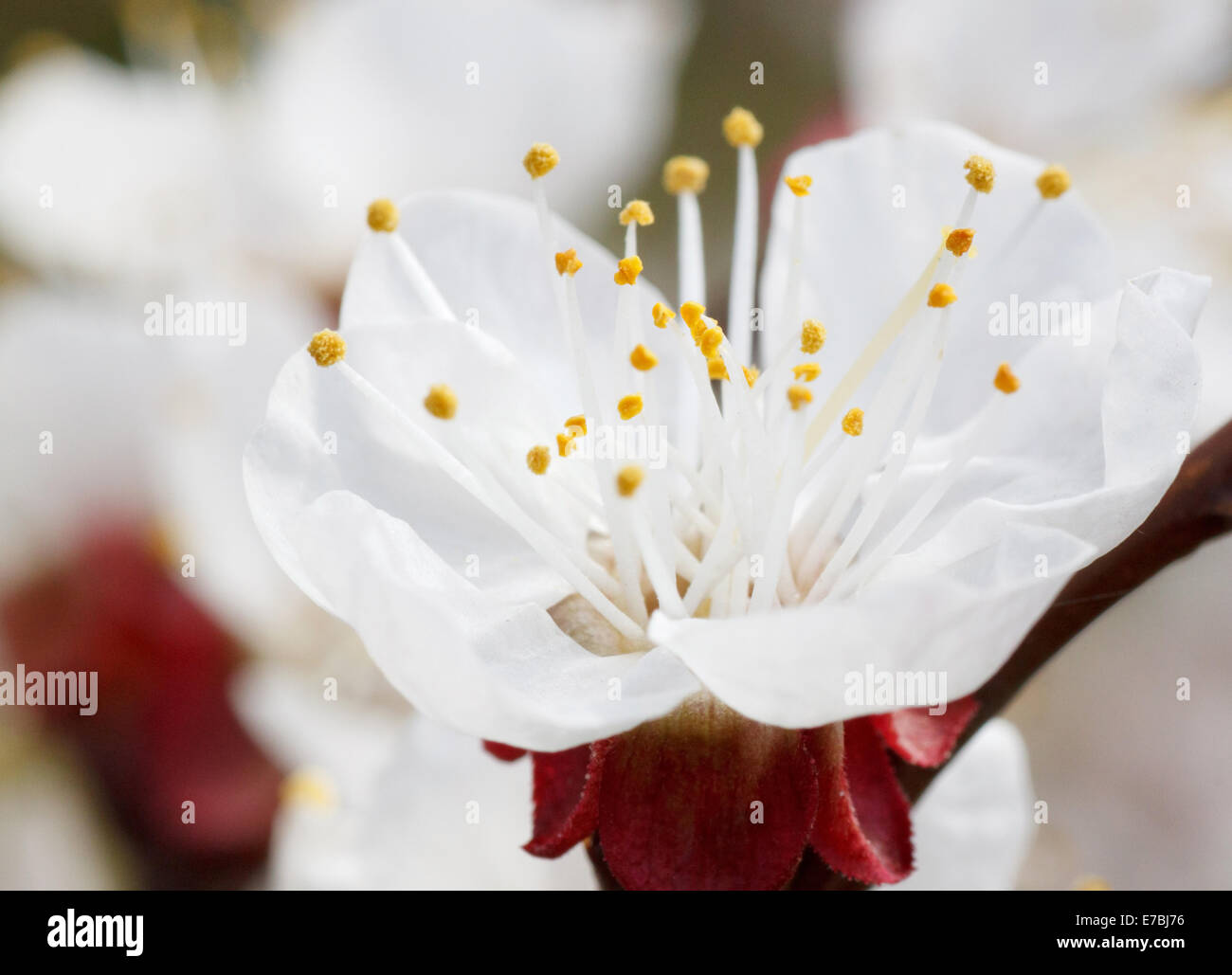 Nahaufnahme von Aprikose Baum Blüte Stockfoto