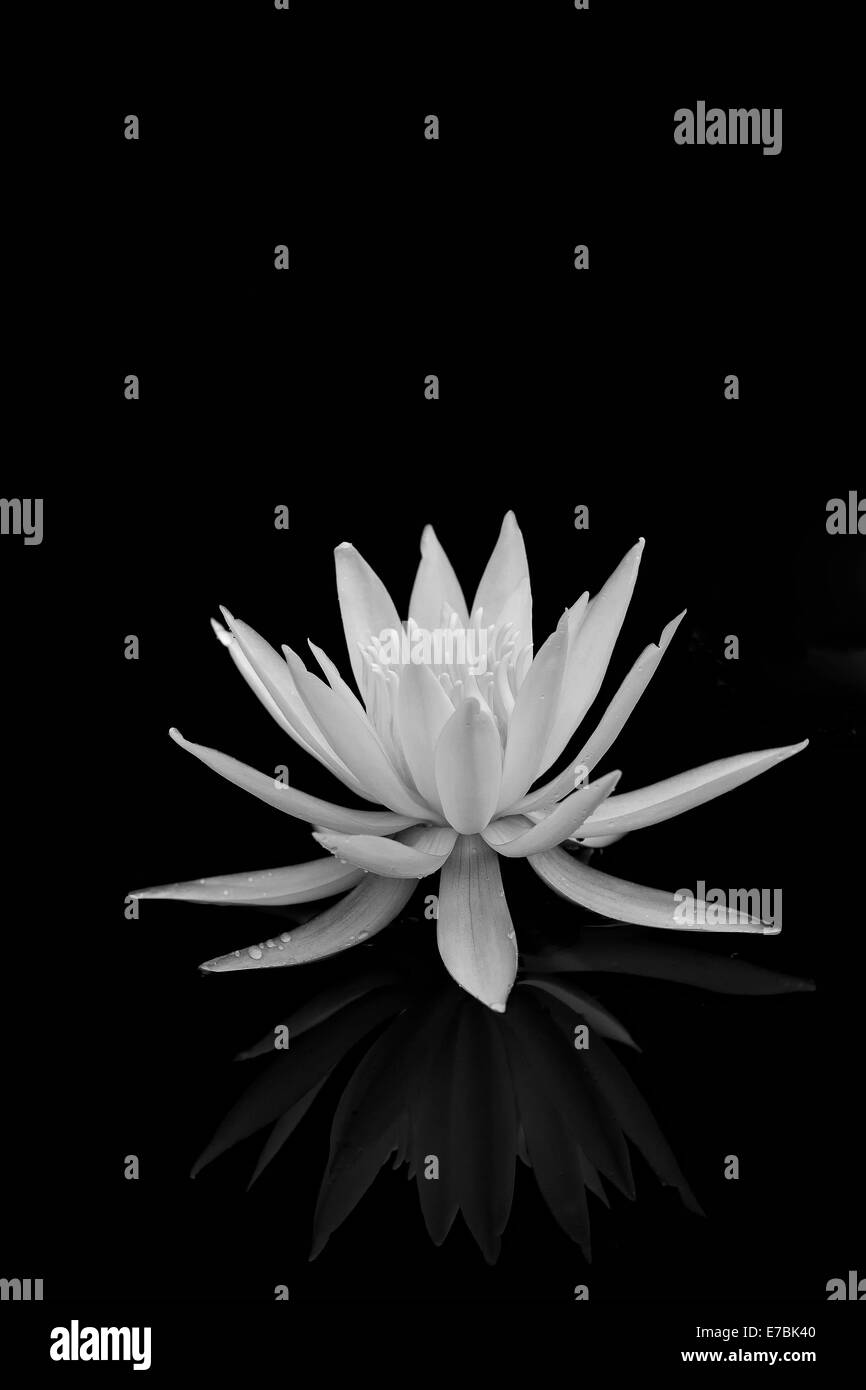 Seerose in schwarz / weiß Stockfoto