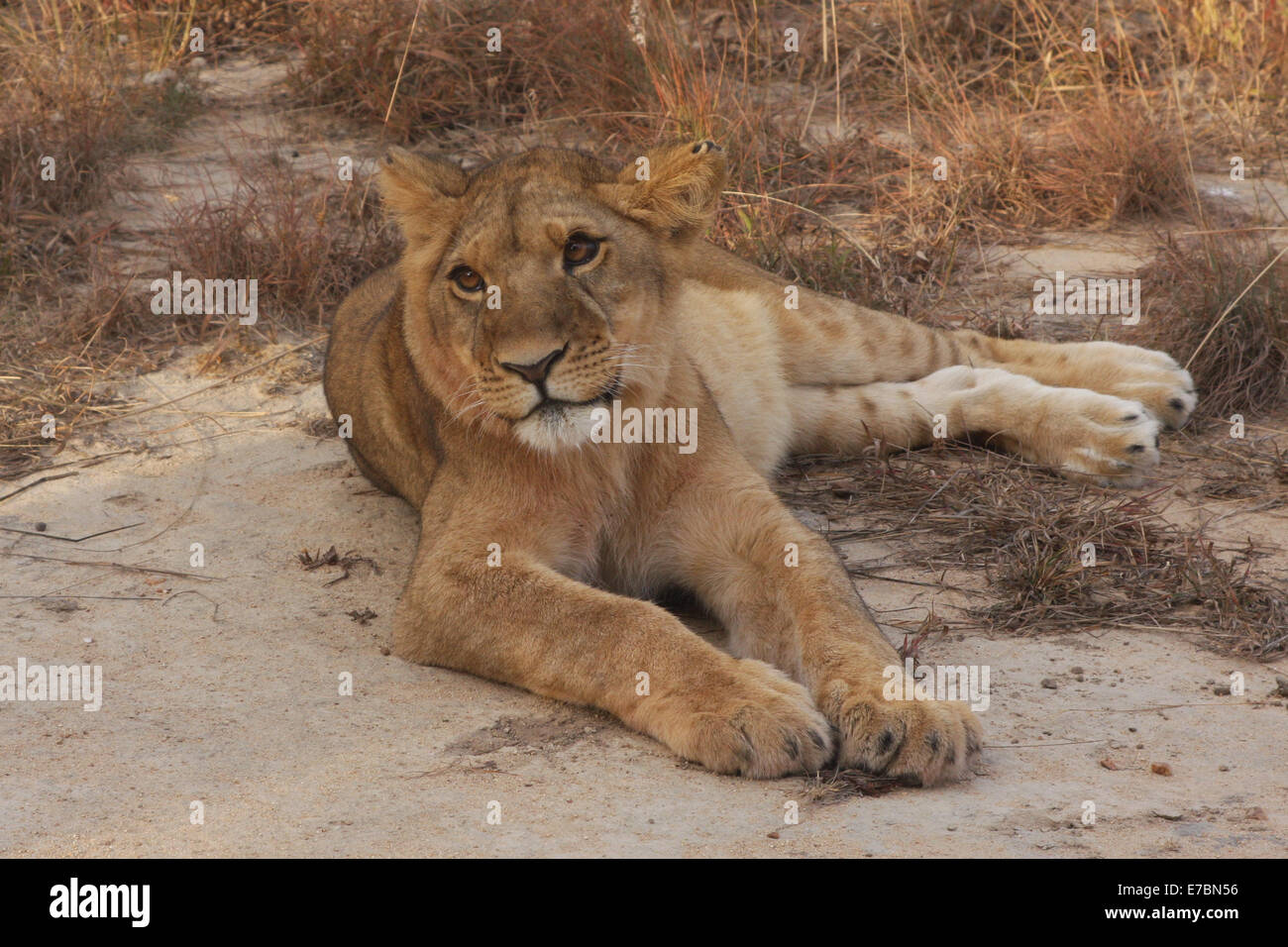 Löwe Panthera Leo.  Junger Löwe ruht auf einem Felsen Stockfoto
