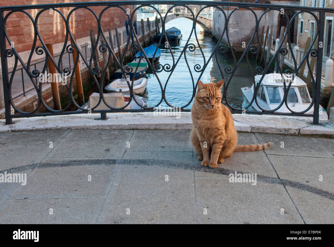 Eine rote Katze sitzt auf einer Brücke über einen Kanal in Venedig, Italien Stockfoto