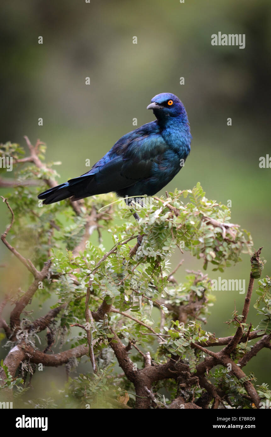 Kap-glänzend Starling, Addo Elephant Park, Südafrika Stockfoto