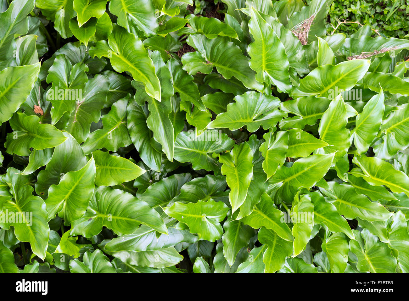 Draufsicht der großen Blätter der Calla Lily (Aethiopica) Stockfoto