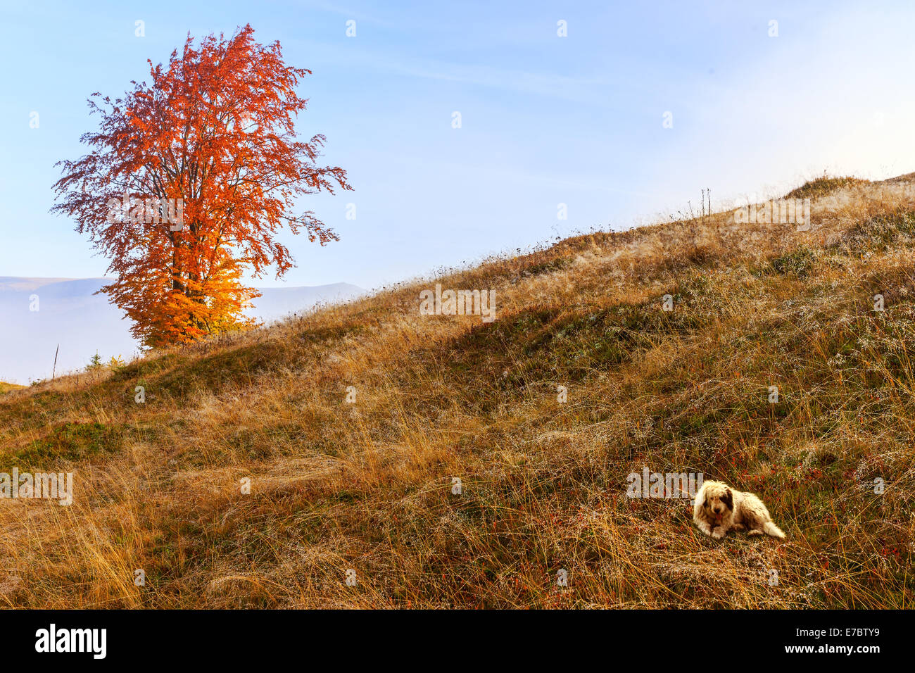 Sonnenuntergang Baum und Schäferhund in der Wiese Stockfoto