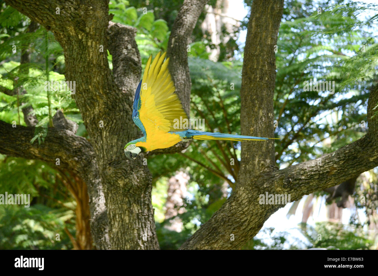 Blau-gelbe Ara fliegen durch Laub Stockfoto