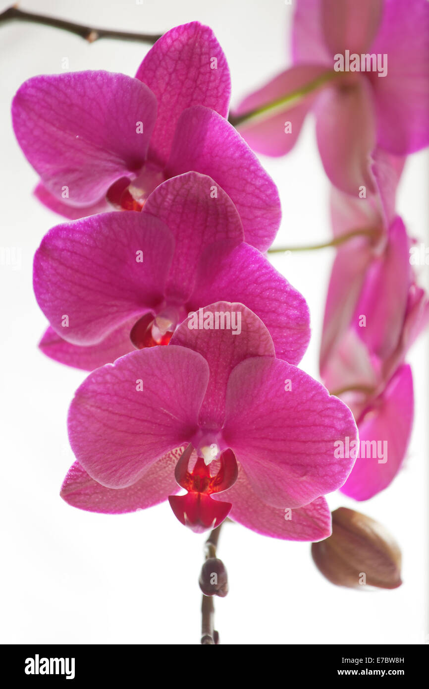 Orchidee in voller Blüte, die isoliert auf weißem Hintergrund Stockfoto