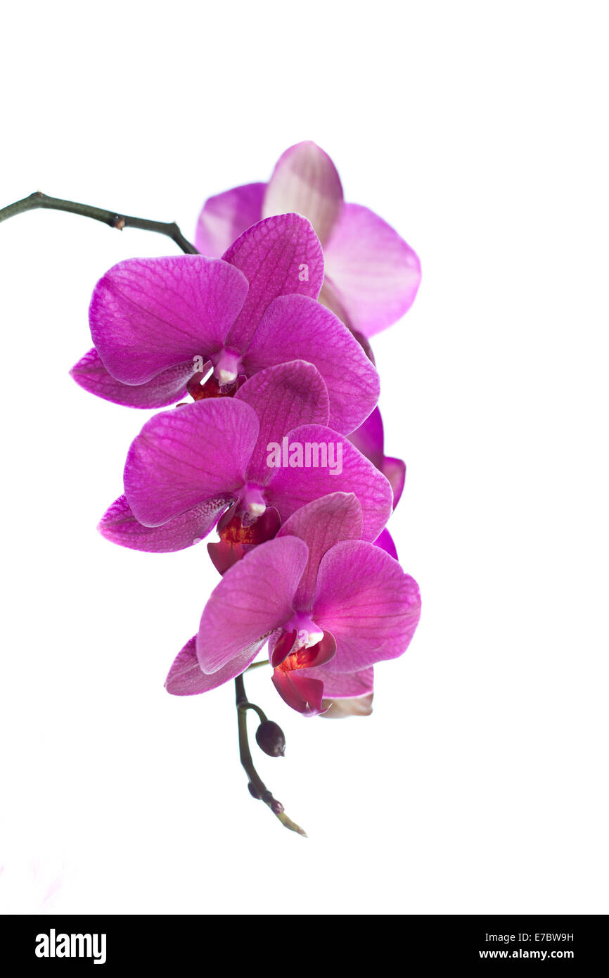 Orchidee in voller Blüte, die isoliert auf weißem Hintergrund Stockfoto