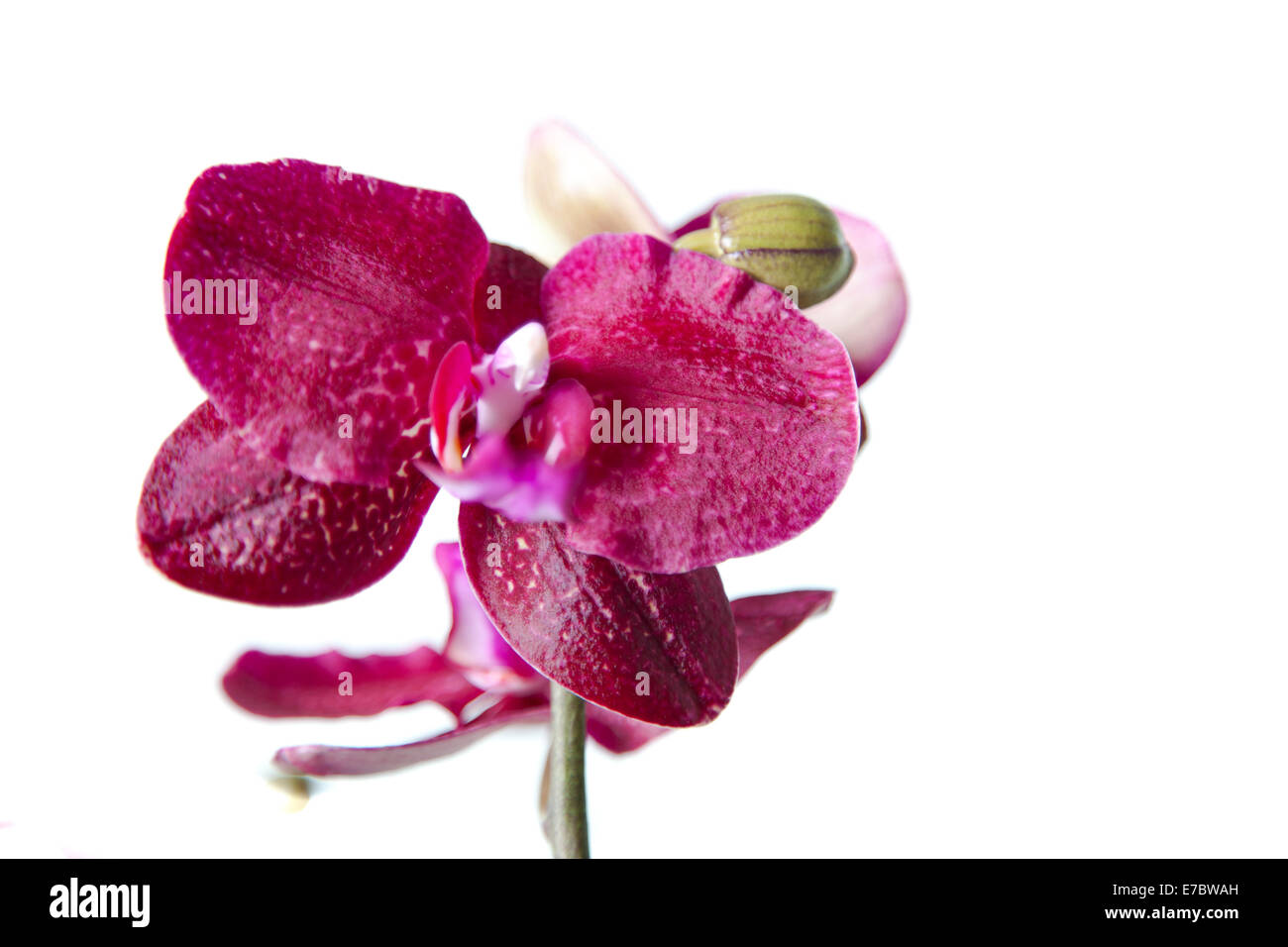 Lila Orchidee Nahaufnahme isoliert auf weißem Hintergrund Stockfoto