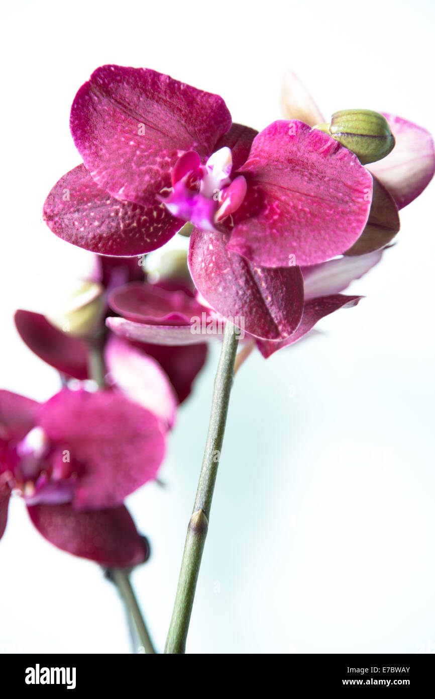 Lila Orchidee Nahaufnahme isoliert auf weißem Hintergrund Stockfoto