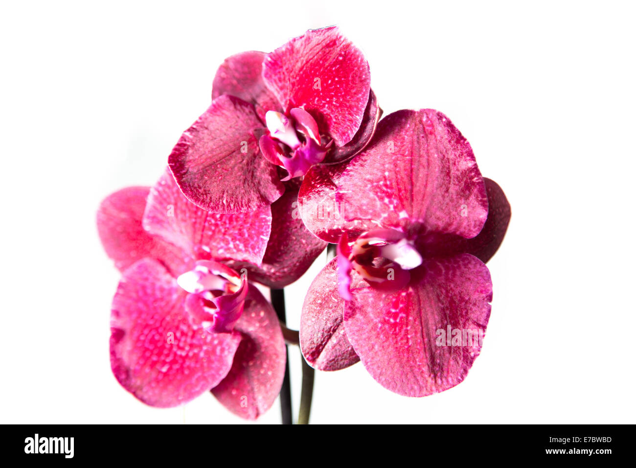 Orchidee in voller Blüte, die isoliert auf weißem Hintergrund Stockfoto