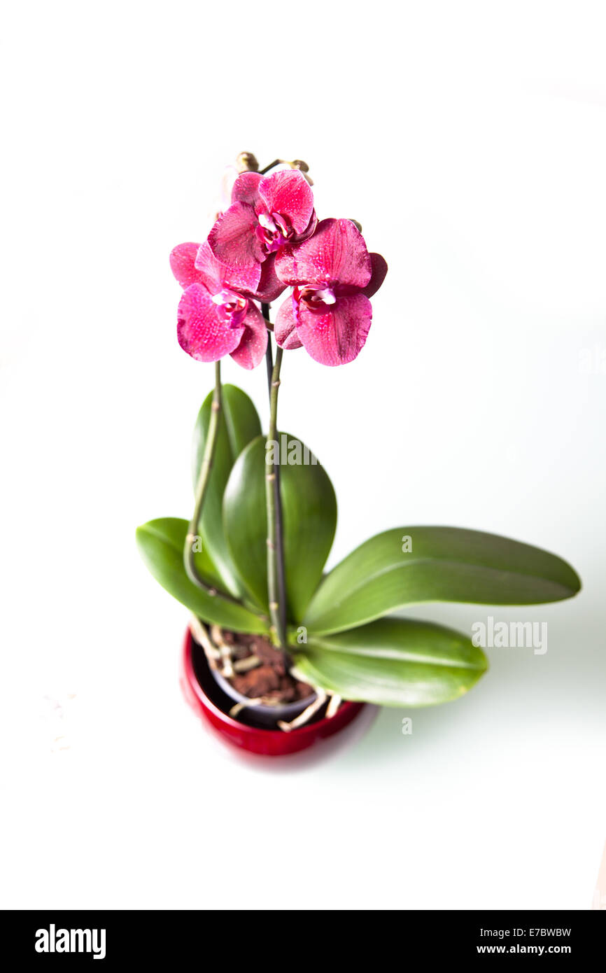 Orchidee in voller Blüte, die isoliert auf weißem Hintergrund Stockfoto
